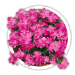 Флокс шилоподібний