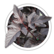 Пухироплідник Physocarpus