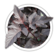 Пухироплідник Physocarpus Пухироплідник Physocarpus