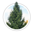 Ялина звичайна / європейська Picea abies
