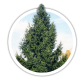 Ялина звичайна / європейська Picea abies Ялина звичайна / європейська Picea abies