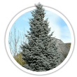 Ялина Picea
