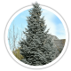 Ялина Picea Ялина Picea