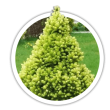 Ялина канадська / Picea glauca