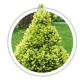 Ялина канадська / Picea glauca Ялина канадська / Picea glauca