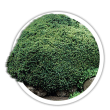 Ялина чорна / Picea mariana
