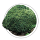Ялина чорна / Picea mariana Ялина чорна / Picea mariana