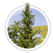 Ялина сербська / Picea omorika