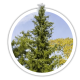 Ялина сербська / Picea omorika