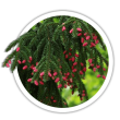 Ялина східна / Picea orientalis