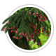 Ялина східна / Picea orientalis Ялина східна / Picea orientalis