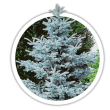 Ялина колюча / Picea pungens