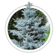Ялина колюча / Picea pungens Ялина колюча / Picea pungens
