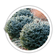 Ялина ситхінська / Picea sitchensis