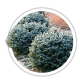 Ялина ситхінська / Picea sitchensis Ялина ситхінська / Picea sitchensis