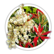 Пієріс Pieris