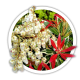 Пієріс Pieris Пієріс Pieris