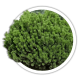 Сосна гірська / Pinus mugo Сосна гірська / Pinus mugo