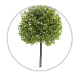 Платан Platanus