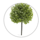 Платан Platanus Платан Platanus