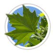 Платан Platanus