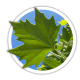 Платан Platanus Платан Platanus