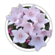 Платикадон  Platycodon