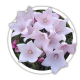 Платикадон Platycodon