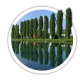 Тополя Populus Тополя Populus