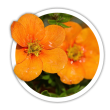 Лапчатка Перстач Potentilla