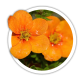 Лапчатка Перстач Potentilla Лапчатка Перстач Potentilla