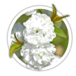 Вишня Prunus