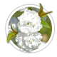 Вишня Prunus