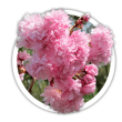 Сакура  Японська вишня Prunus serrulata