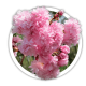 Сакура Японська вишня Prunus serrulata Сакура Японська вишня Prunus serrulata