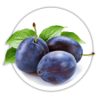 Слива Prunus