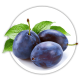 Слива Prunus Слива Prunus