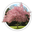 Черемха Prunus virginiana
