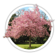 Черемха Prunus virginiana Черемха Prunus virginiana