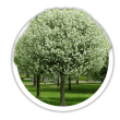 Вишня Prunus cerasus