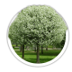 Вишня Prunus cerasus Вишня Prunus cerasus