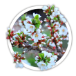 Вишня Prunus