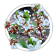 Вишня Prunus