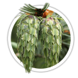 Псевдотсуга Pseudotsuga