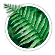 Папороть  Pteridium