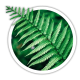 Папороть Pteridium