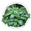 Медуниця  Pulmonaria