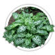 Медуниця Pulmonaria Медуниця Pulmonaria