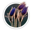 Простріл Pulsatilla