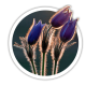 Простріл Pulsatilla